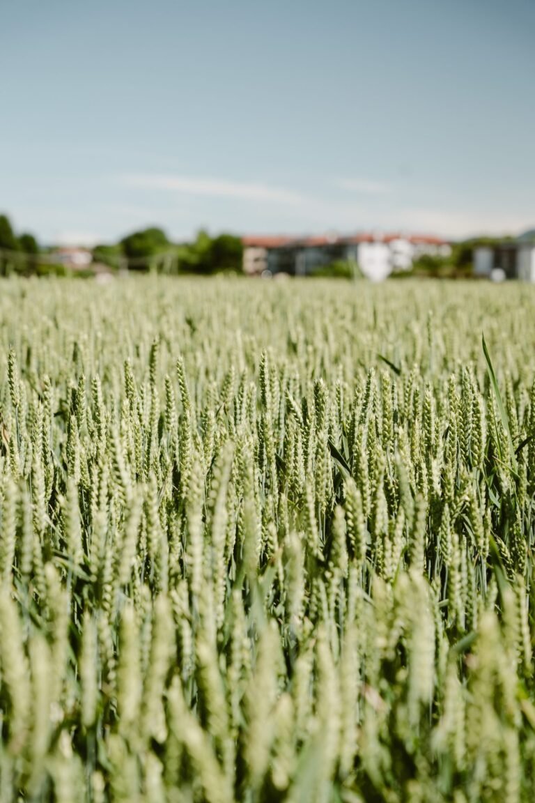 Cascina Baia del Re